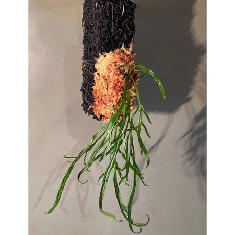 Microsorum pteropus "Serawai" Sintang Kalimantan barat [TB] ②