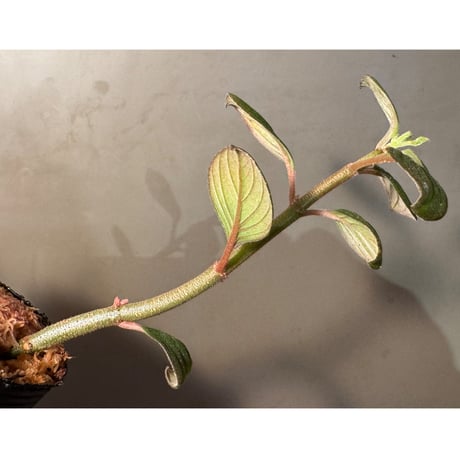 Columnea angustata