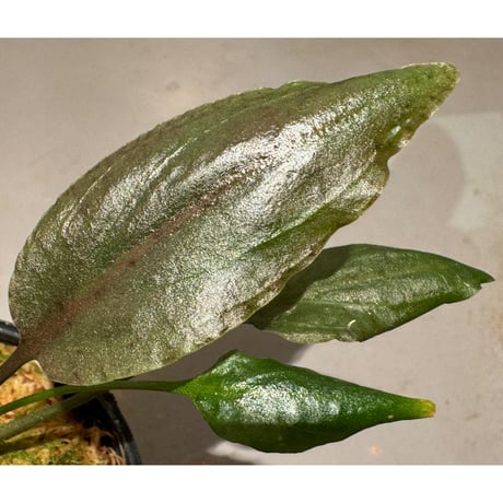 Cryptocoryne nurii "Lga-1" Pulau Lingga [HW0622-06]