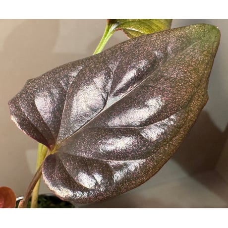 Syngonium cf. erythrophyllum from Colombia [LA0316-02]