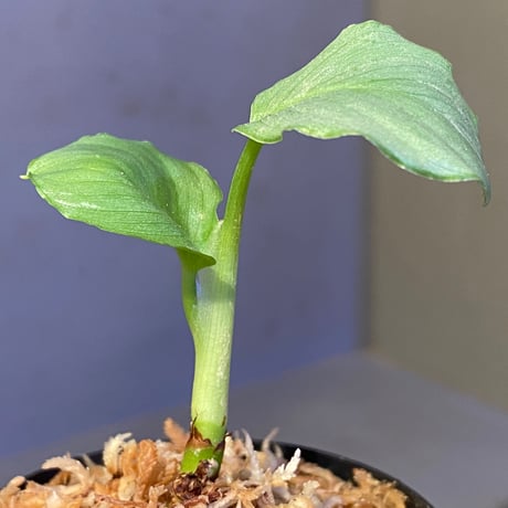 Homalomena sp. "Green" from Bogor