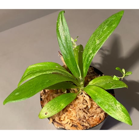 Schismatoglottis sp. "初霜錦" from Murung raya [LA0515-05]