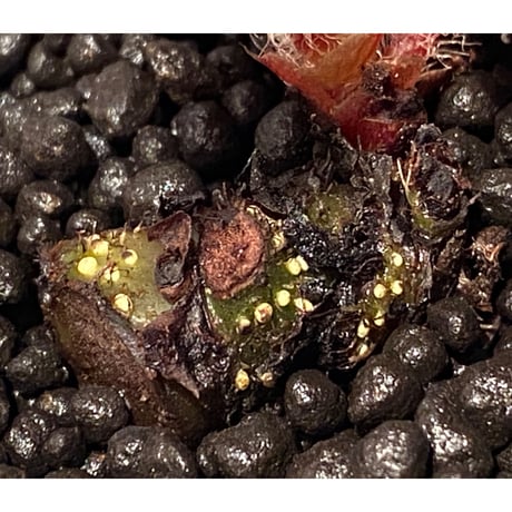 Begonia sp. from Cao Bang [YH251019] TK