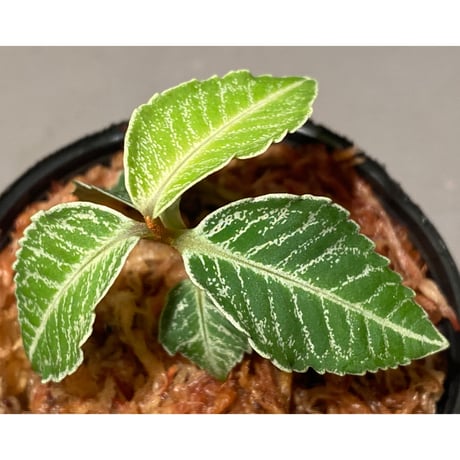 Ardisia sp. from Raub Pahang
