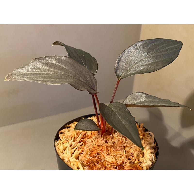 Homalomena sp.