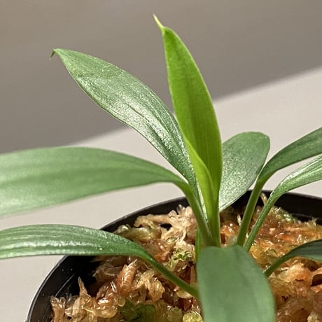Homalomena sp. from Mersing Utara [KN]