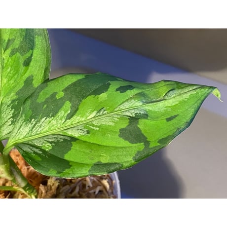Aglaonema pictum "マルチカラー白玉" D.F.S from Sumatera barat [AZ0912-1]