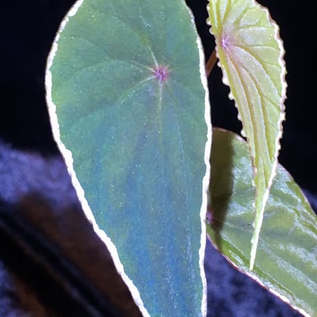 Begonia nothobaramensis (sp. Brunei)