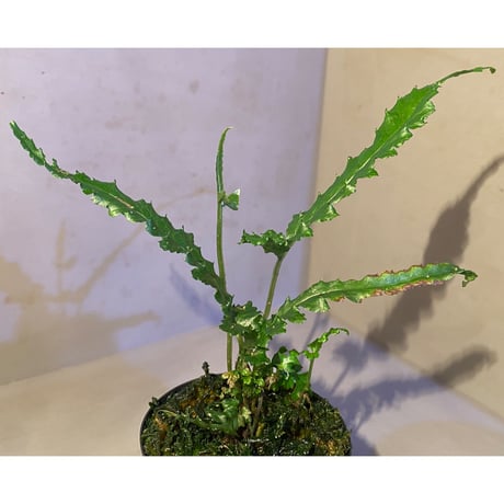 Bolbitis sp. from Siberut [LA]