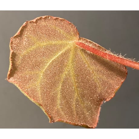 Begonia sp. from Chiku Kelantan