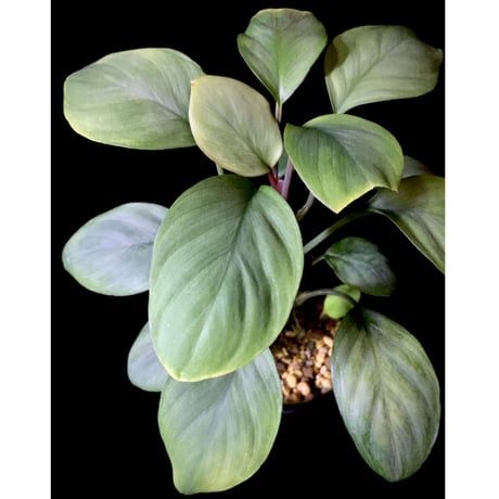 Homalomena sp. Aceh Silver from Aceh sumatera [LA0613-00]