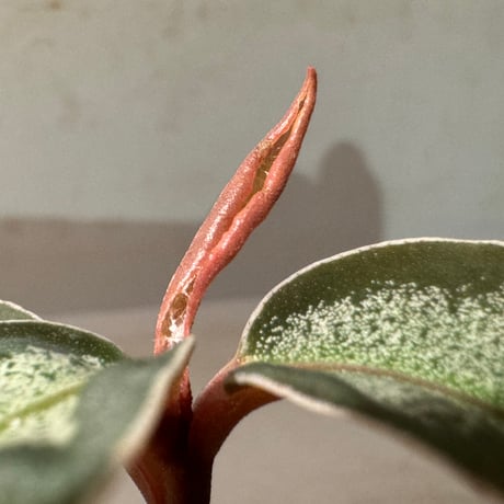 Ardisia sp. "Light Saber"