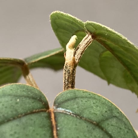 Pterisanthes sp. from Sabah-1 [R0515-01a]