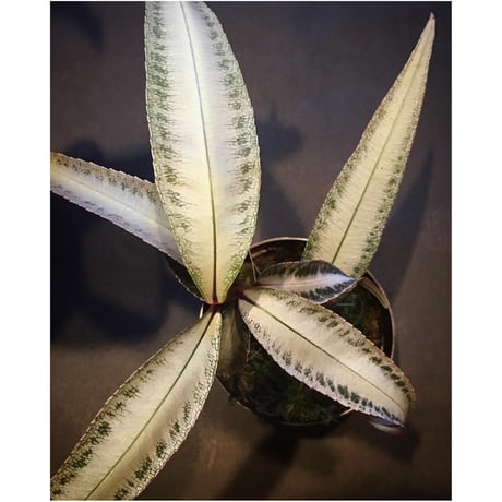 Labisia sp. from Kapuas hulu Kalimantan barat