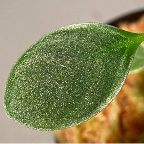 Cosmianthemum bullatum [LA0515-02]