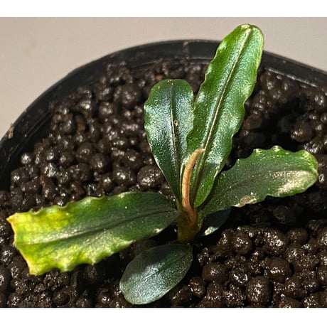 Bucephalandra sp. "MEDUSA"
