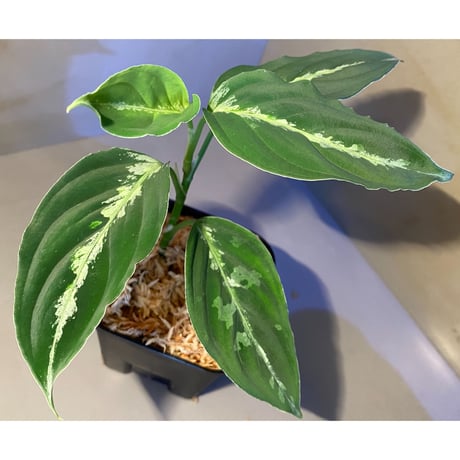 Aglaonema pictum”Tallgeese”BGW from sibolga [AZ0913-1a]
