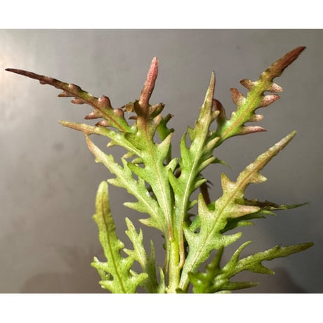 Labisia sp. from Jambi sumatera