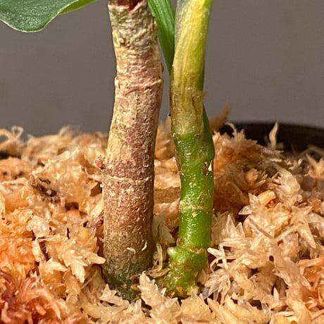 Aglaonema pictum "雷(いかずち)" (13冬) from Sibolga timur [AZ0913-3]