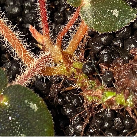 Begonia sp. from Cao Bang [YH050519] TK