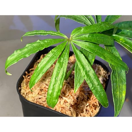 Anthurium polyschistum from Napo Ecuador [tanakay]