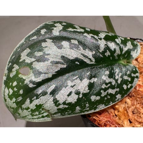 Scindapsus "Jigsaw"