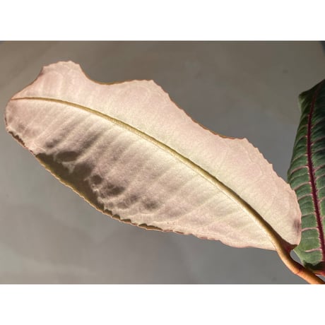 (大株) Labisia sp. from Riau sumatera