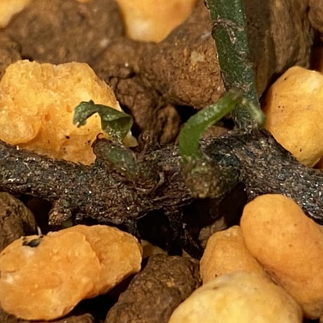 Bolbitis sinuosa from Philippines