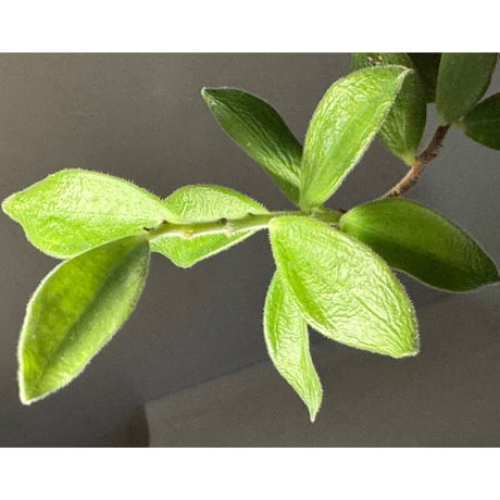Ceratostema kiatana