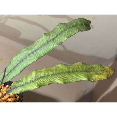 Asplenium sp. from Sulawesi ②
