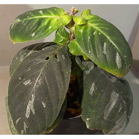 Gymnostachyum sp. from Tigalingga [HW0219-02]