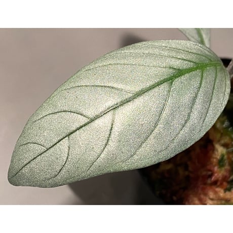 Acanthaceae gen. from Laos [LA]