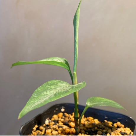 Aglaonema nebulosum from Kuala Rompin [TK220916-2]