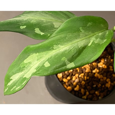 Aglaonema pictum A from Aceh sumatera [LA1115-03 i] ③
