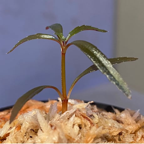 Sonerila linearis from Kedah Malaysia [LA0717-02]
