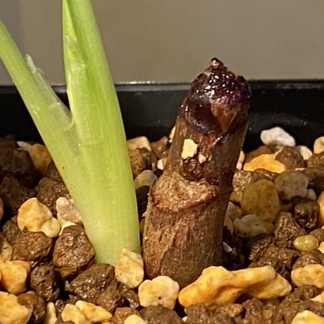 Homalomena sp . from Jerteh [TK090118-2]