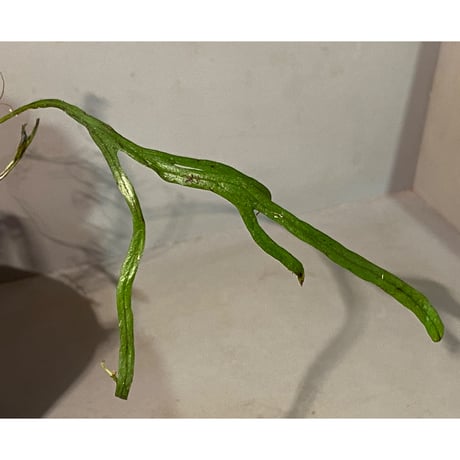 Microsorium sp. from Saripoi [LA0515-02]