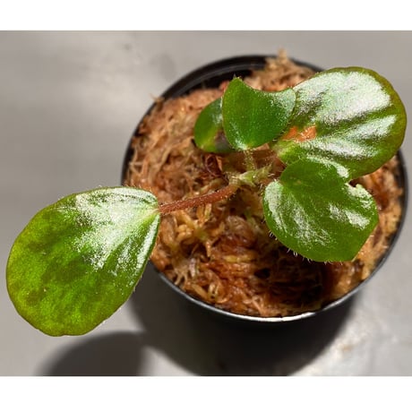 Begonia blancii