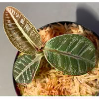 Labisia sp. from Riau