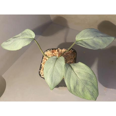 Homalomena hyb. Rec110-03 [K0320-f1] KZT
