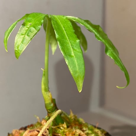 Anthurium polyschistum from Napo Ecuador [tanakay]
