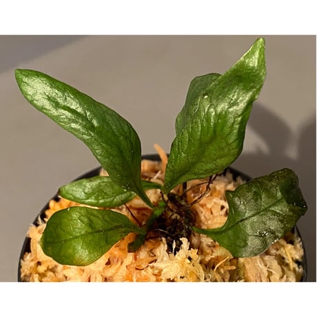 Microsorium sp. from Laos ①