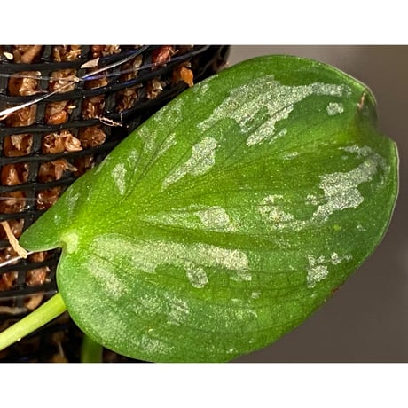Philodendron sp. from Iquitos Peru [tanakay]