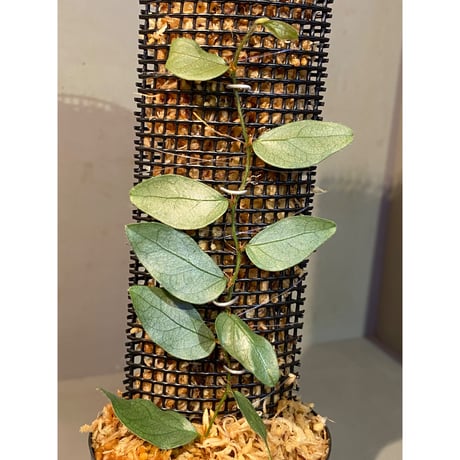 Ficus sp. "Muara wahau" white Kalimantan timur [TB]