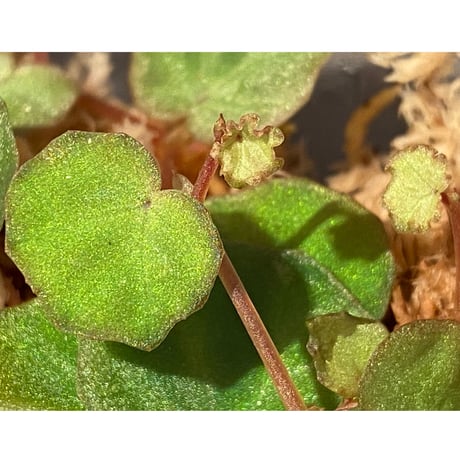 Begonia lichenora (sp.Mini) from Kalimantan Sarawak border [LA]
