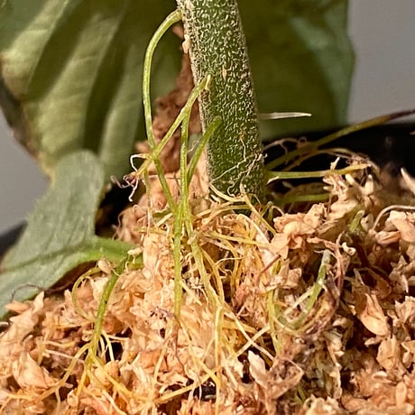 Ophiorriza sp. "鋼" from Aceh Selatan [HW0816-03]