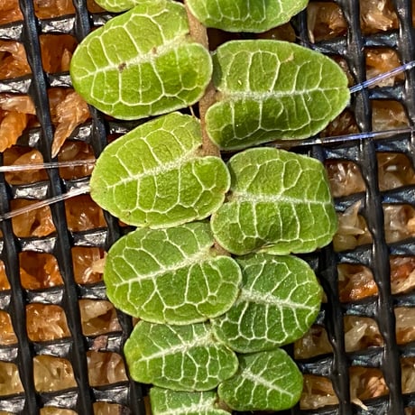 Marcgravia umbellata
