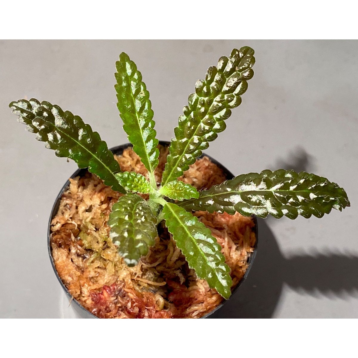 Nautilocalyx pemphidius | M・R・G・R