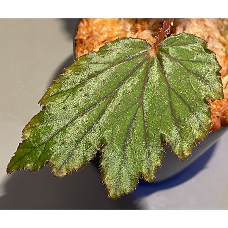 Begonia Hyb. (Halmahera × Aceh)