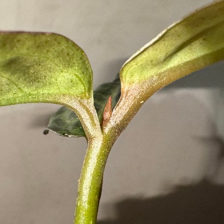 Ardisia sp. "Turtle Back"